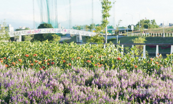 ▲关渡花海节花况更新。(图/Wenwen小姐和宝贝们提供)