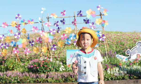 ▲关渡花海节花况更新。(图/Wenwen小姐和宝贝们提供)