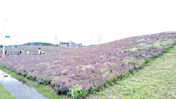 ▲关渡花海节花况更新。(图/Wenwen小姐和宝贝们提供)