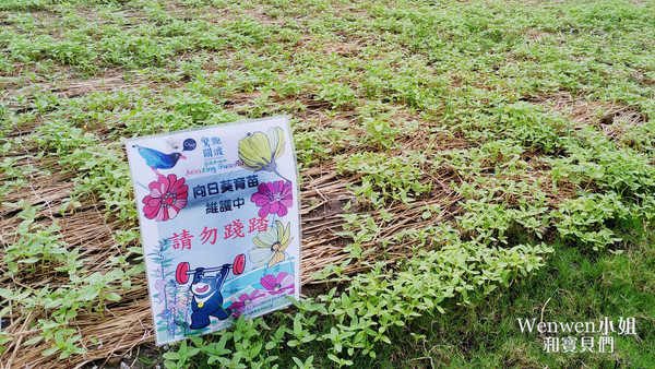 ▲关渡花海节花况更新。(图/Wenwen小姐和宝贝们提供)