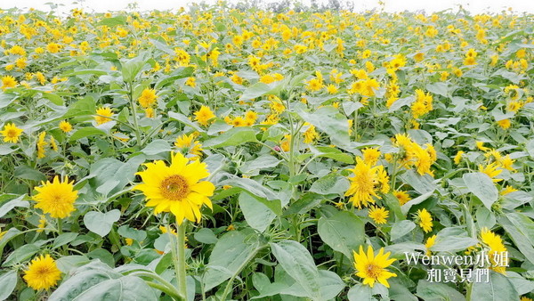 ▲关渡花海节花况更新。(图/Wenwen小姐和宝贝们提供)