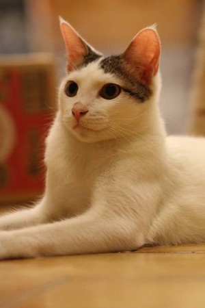 ��è��˾��ר���ꡣ��ͼ��è��˾��ר�����ṩ��