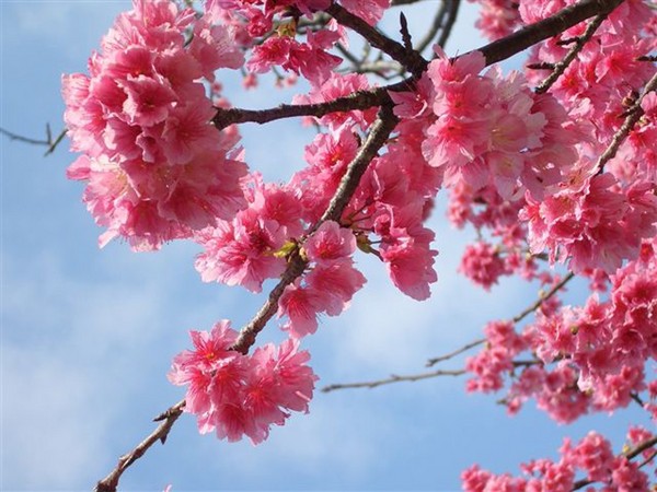 ▲2018年全球赏花攻略。(图/五福旅游、shutterstockw提供)