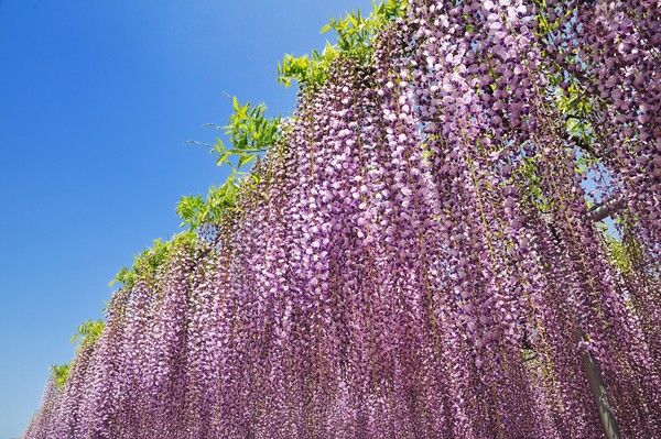 ▲2018年全球赏花攻略。(图/五福旅游、shutterstockw提供)