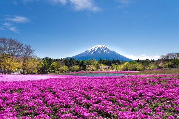 ▲期间限定立山黑部美景。（图／七逗旅游网、Shutterstockｗ提供）