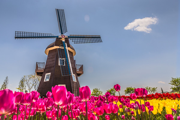 ▲2018年全球赏花攻略。(图/五福旅游、shutterstockw提供)