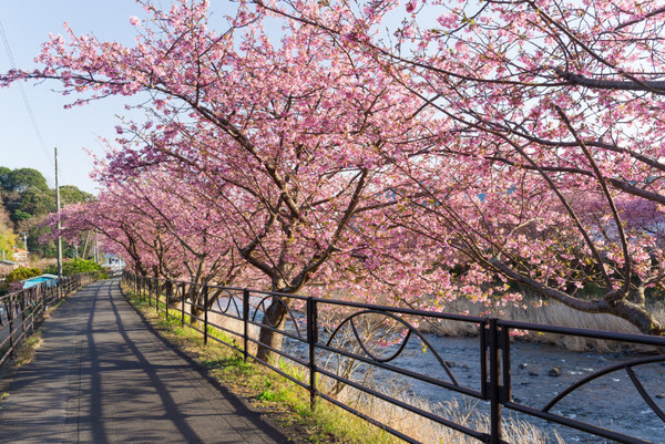 ▲2018年全球赏花攻略。(图/五福旅游、shutterstockw提供)