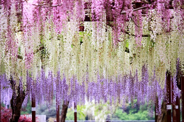 ▲期间限定立山黑部美景。（图／七逗旅游网、Shutterstockｗ提供）