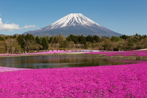 ▲2018年全球赏花攻略。(图/五福旅游、shutterstockw提供)