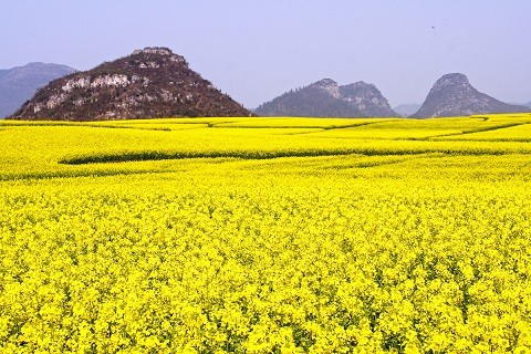 ▲2018年全球赏花攻略。(图/五福旅游、shutterstockw提供)
