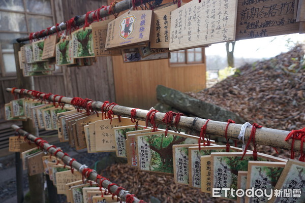 ▲轻井泽秋冬必去5景点 绕行850年“信浓树”可求恋爱运。(图/记者严云岑摄)