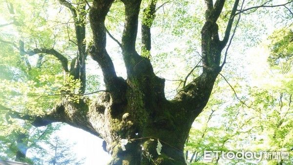 ▲轻井泽熊野皇大神社提供850信浓树。(图/熊野皇大神社提供)