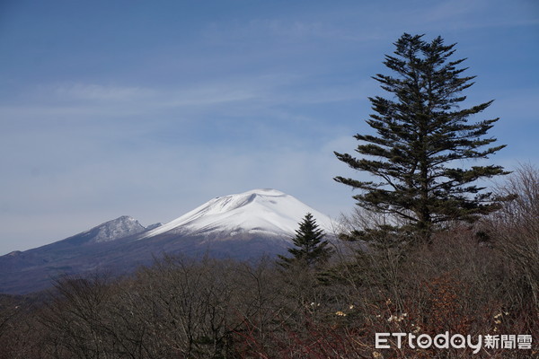 ▲轻井泽秋冬必去5景点 绕行850年“信浓树”可求恋爱运。(图/记者严云岑摄)
