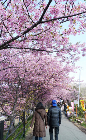 ▲游伊豆赏日本最早樱花。(图/凤凰旅游提供)