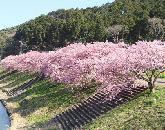 ▲游伊豆赏日本最早樱花。(图/凤凰旅游提供)