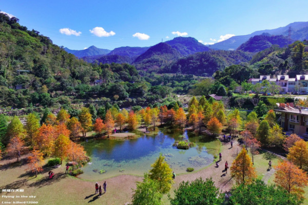 ▲落羽松,南庄云水度假森林,九佃落羽松。(图/摄影师《飞翔在天际》提供,请勿随意翻拍,以免侵权。)