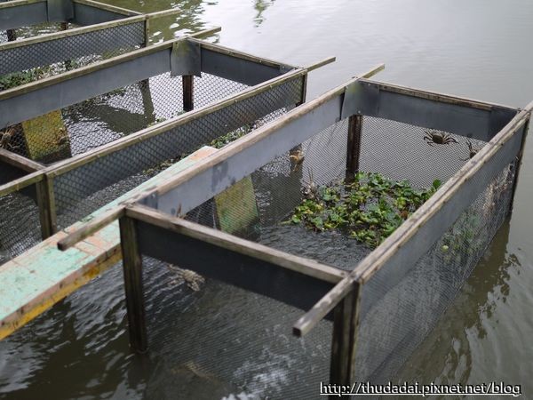 新北市 金石门大闸蟹。(图/三高Sir提供)