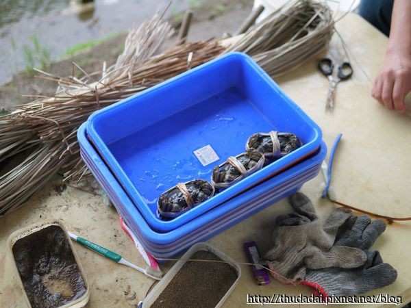 新北市 金石门大闸蟹。(图/三高Sir提供)