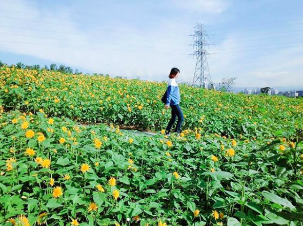 ▲关渡花海。(图/网友pow_lingling提供,请勿随意翻拍,以免侵权。)