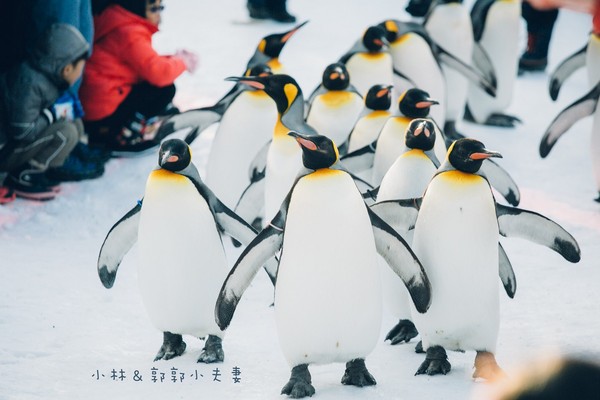 ▲冬天下雪北海道的不开车自由行。(图/小林&郭郭的小夫妻生活提供)