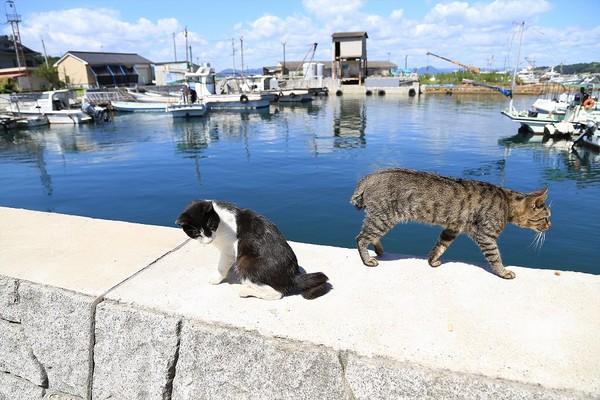 ▲猫奴请留步!冈山寻猫攻略二连发。(图/七逗旅游网、翔笙旅游提供)