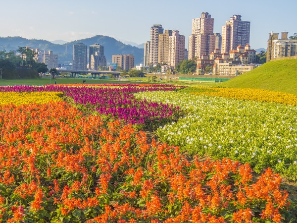 ▲道南河滨花海。(图/台北市政府提供)