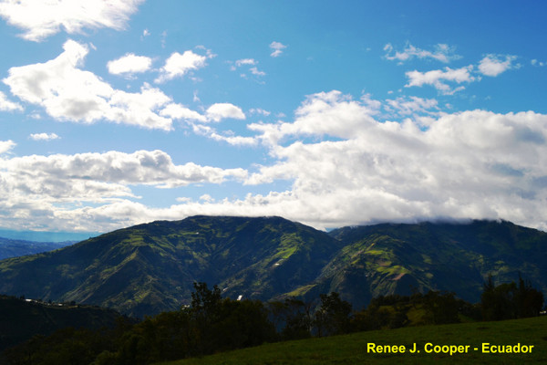 ▲%级蚬隙喽?La Casa del Arbol秋千树屋。(图/RENÉE J.COOPER提供,请勿任意翻摄以免侵权)http://vamossunshine.com/zh/