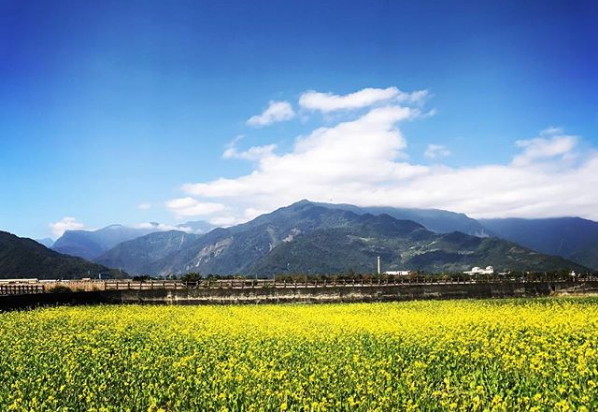 ▲台东伯朗大道油菜花、大坡池。(图/网友meteorkide提供,请勿随意翻拍,以免侵权)
