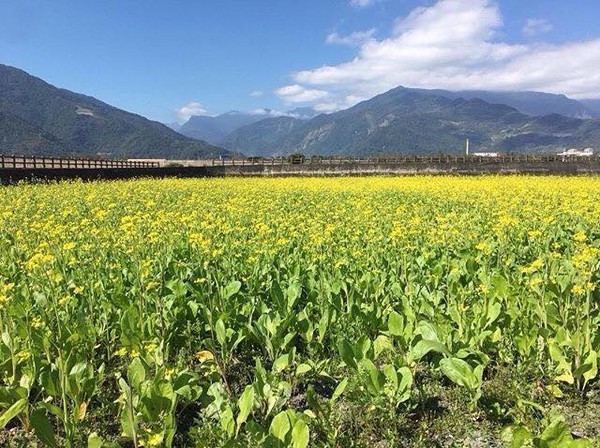 ▲台东伯朗大道油菜花、大坡池。(图/网友meteorkide提供,请勿随意翻拍,以免侵权)
