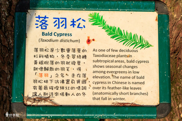 ▲台北市大湖公园落羽松。（图／好景点 foncc.com提供）