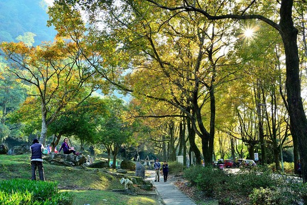▲石门水库枫红。(图/网友黄清海提供,请勿随意翻拍,以免侵权。)