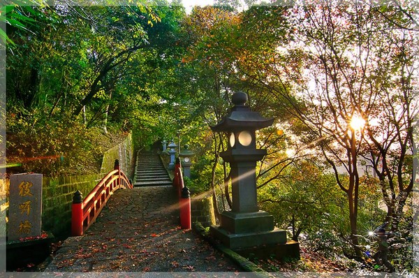 ▲汐止拱北殿枫红。(图/网友林夕阳提供,请勿随意翻拍,以免侵权。)