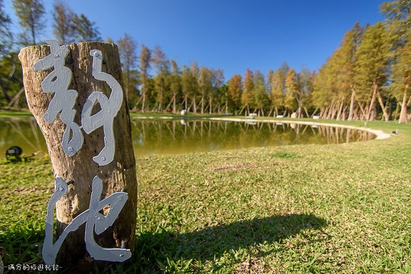 ▲新竹关西大乐之野景观餐厅赏落羽松。(图/满分的旅游札记提供)