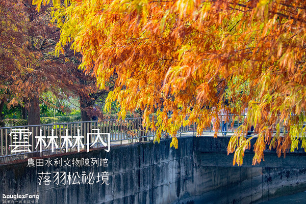 ▲云林 农田水利文物馆-落羽松。(图/道格拉斯.方提供)