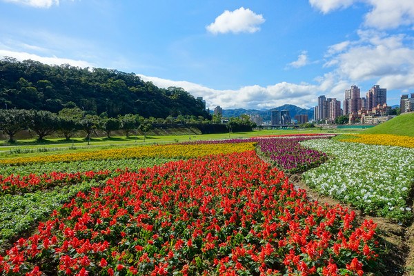 ▲道南河滨花海。（图／台北市政府提供）