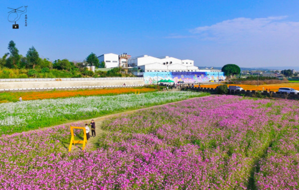 ▲彰化花坛花海。(图/摄影师《飞翔在天际》提供,请勿随意翻拍,以免侵权。)
