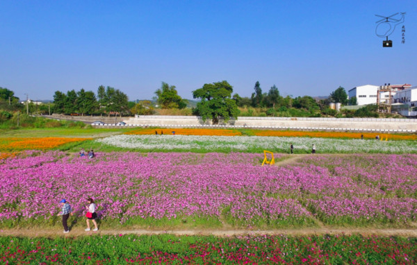 ▲彰化花坛花海。(图/摄影师《飞翔在天际》提供,请勿随意翻拍,以免侵权。)