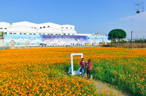 ▲彰化花坛花海。(图/摄影师《飞翔在天际》提供,请勿随意翻拍,以免侵权。)