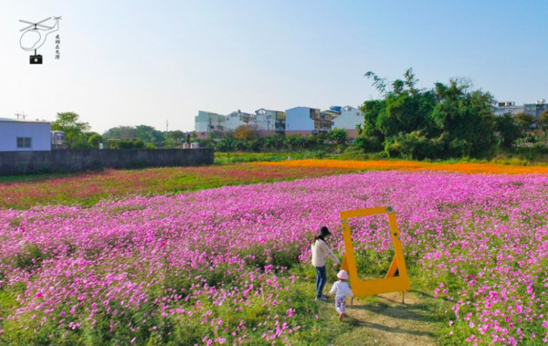 ▲彰化花坛花海。(图/摄影师《飞翔在天际》提供,请勿随意翻拍,以免侵权。)