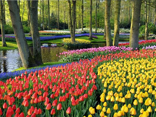 ▲赏季节限定荷兰郁金香花季。（图／欧雅旅游）