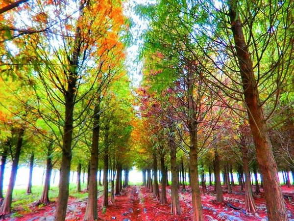 ▲台南六甲区菁埔埤。(图/网友travelin_taiwan提供,请勿随意翻拍,以免侵权)
