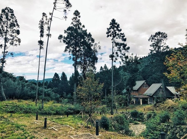 ▲嘉义阿里山得恩亚纳。(图/IG@gary_wu7提供,请勿任意翻摄以免侵权)
